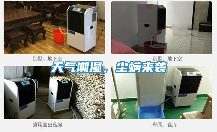 天氣潮濕，塵螨來襲